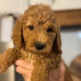 Black collar boy - Red  male Goldendoodle puppy in Vian, Oklahoma from Dog Days Doodles