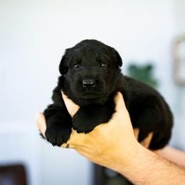 Black collar - Black female German Shepherd puppy in Portland, Tennessee from Howixx German Shepherds