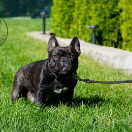JJ - French Bulldog
