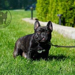JJ - French Bulldog