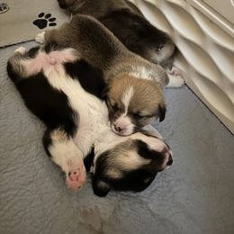 Pembroke Welsh Corgi Puppies from Diamond H Ranch Pembroke Welsh Corgis
