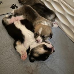 Pembroke Welsh Corgi Puppies from Diamond H Ranch Pembroke Welsh Corgis