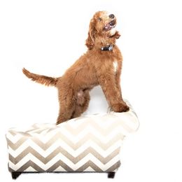 Bernedoodle, Goldendoodle, Aussiedoodle, and Poodle Puppies from Timber Hills Poodles and Doodles