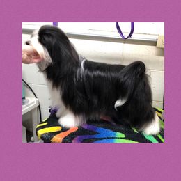 Kix - Havanese