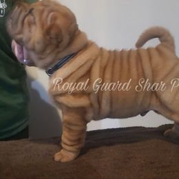 Seal - Fawn male Chinese Shar-Pei puppy in Columbus, Indiana from Royal Guard Shar Pei