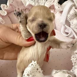 Girl tiny - Cafe au lait female Maltipoo puppy in California from Yorkie & Maltese Royalty