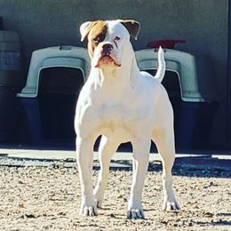 Dozie  - American Bulldog