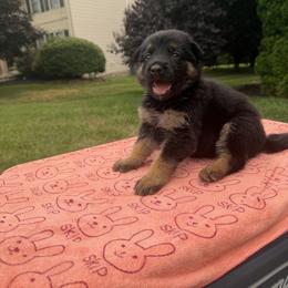 Princesa - Black and tan female German Shepherd puppy in Spring Grove, Pennsylvania from Keystone Herman Shepards