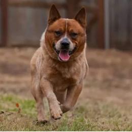 Cane - Australian Cattle Dog