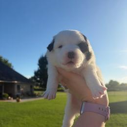Echo - Black tri male Miniature Australian Shepherd puppy in Weatherford, Texas from F & T Aussies