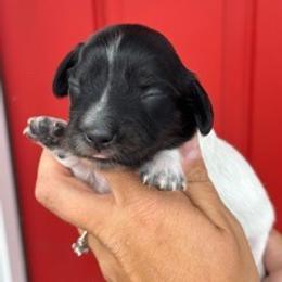 Dandelion - Piebald female Dachshund puppy in Allenhurst, Georgia from B’s Dapper Dachshunds