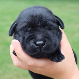 Pumpkin - Black male Labrador Retriever puppy in Camden, Indiana from Prebleridge Acres