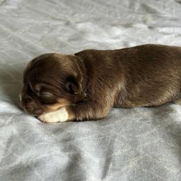 Solana - Chocolate and white female Chihuahua puppy in Menifee, California from Lane’s Little Long Coats