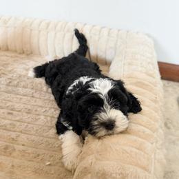 Monte - Black and chalk male Australian Labradoodle puppy in Wamego, Kansas from Doodles of Oz