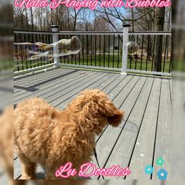 Goldendoodle Puppies from Lu Doodles