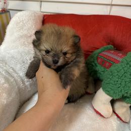 Tulip - Cream sable female Pomeranian puppy in Concord, California from Eelan’s Poms