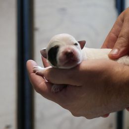 Donner - Blue mottled male Australian Cattle Dog puppy in Buffalo Valley, Tennessee from Buffalo Valley Breeders