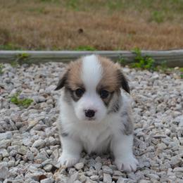 Willow - Red female Pembroke Welsh Corgi puppy in Edna, Texas from MG Corgis