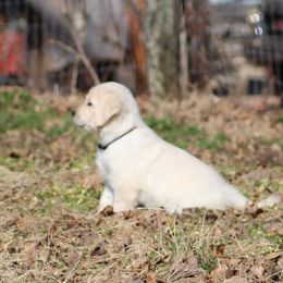 Golden Retriever Puppies from Golden Barnes Kennel