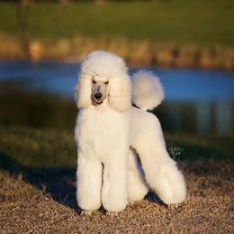 Havanese and Poodle All Grown Up from Ali-Ann Standard Poodles