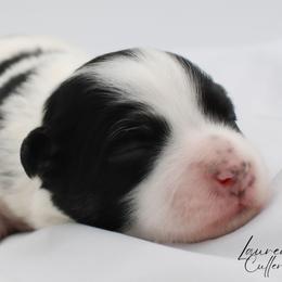 Patches - Black and white male Havanese puppy in Hendersonville, North Carolina from Grayfinn House