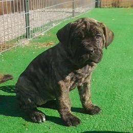 Aida - Black brindle female Cane Corso puppy in Nashville, Tennessee from Prestigious K9