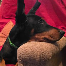 Green collar - Black and rust male Doberman Pinscher puppy in Houston, Texas from Draggin Dobermans & Great Danes
