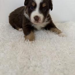 Jasper - Red tri male Miniature Australian Shepherd puppy in Hillsville, Virginia from Lottie's Mini Aussies