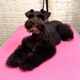 Girl 1 - Liver female Miniature Schnauzer puppy in Edinburg, Texas from Forever Schnauzers