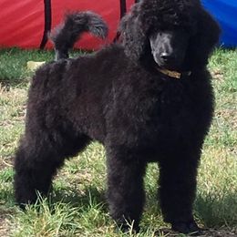 Poodles from Serenity Standard Poodles