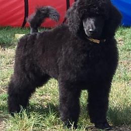 Poodles from Serenity Standard Poodles