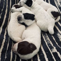 Australian Cattle Dog Puppies from Twisted C Heelers