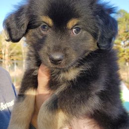 Australian Shepherd, Miniature Australian Shepherd, and Toy Australian Shepherd Puppies from Rumour Has It Aussies