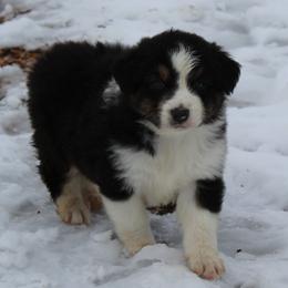 Quincy - Black tri-color male Australian Shepherd puppy in Kansas, Oklahoma from Windy G Farm