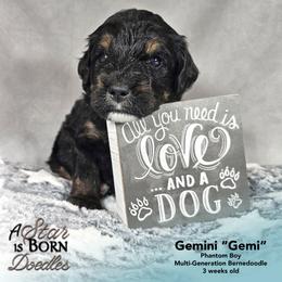 Gemini 'Gemi' - Black Collar - Phantom male Bernedoodle puppy in Jackson, Michigan from A Star is Born Doodles