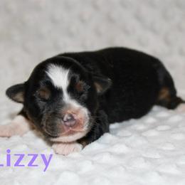 Lizzy - Black tri female Miniature Australian Shepherd puppy in Paris, Texas from Kuttin’ Up Mini Aussies