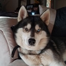 Omega - Siberian Husky