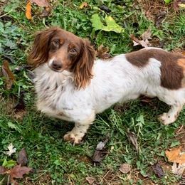 Dachshunds from Dixieland Dachshunds of Tennessee