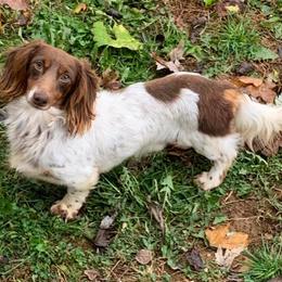 Dachshunds from Dixieland Dachshunds of Tennessee