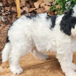 Aussiedoodles from Ivy & Oak Doodles