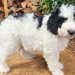 Aussiedoodles from Ivy & Oak Doodles