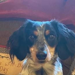 Elvis - Dachshund