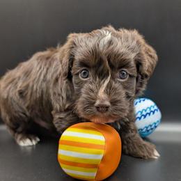 Chocolate Mousse - Chocolate male Havanese puppy in Marysville, Ohio from Sweet Confections Havanese