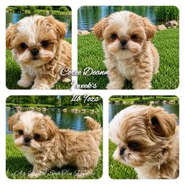 Coree - Cream and white female Shih Tzu puppy in Maize, Kansas from Air Capital Shih Tzu Puppies