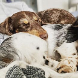 Dachshunds from Darlin Doxins