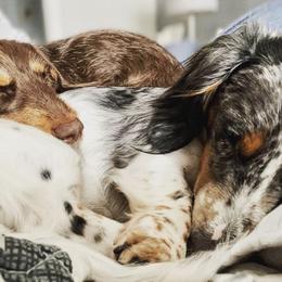 Dachshunds from Darlin Doxins