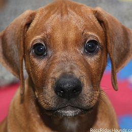 Rhodesian Ridgeback Puppies from RoccRidge Hounds