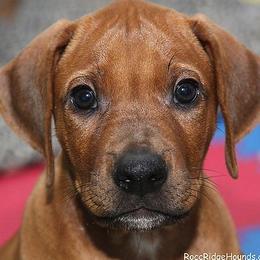 Rhodesian Ridgeback Puppies from RoccRidge Hounds