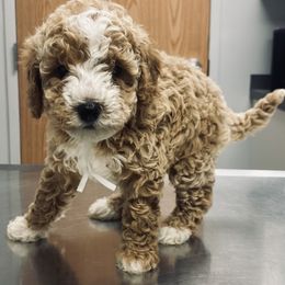 Bernedoodle and Goldendoodle Puppies from 4goldendoodles