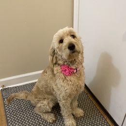 Ruby  - Goldendoodle